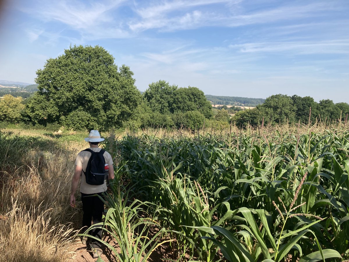 TakasakiAndy's tweet photo. Early morning shire ramble, Little Dewchurch to Kilpeck this time. A fair bit shorter than previous escapades in order for us to escape the heat of the day. 6 routes down, 9 more to go. #FollowTheApple #HerefordshireTrail https://t.co/nIDCb6Cy6g