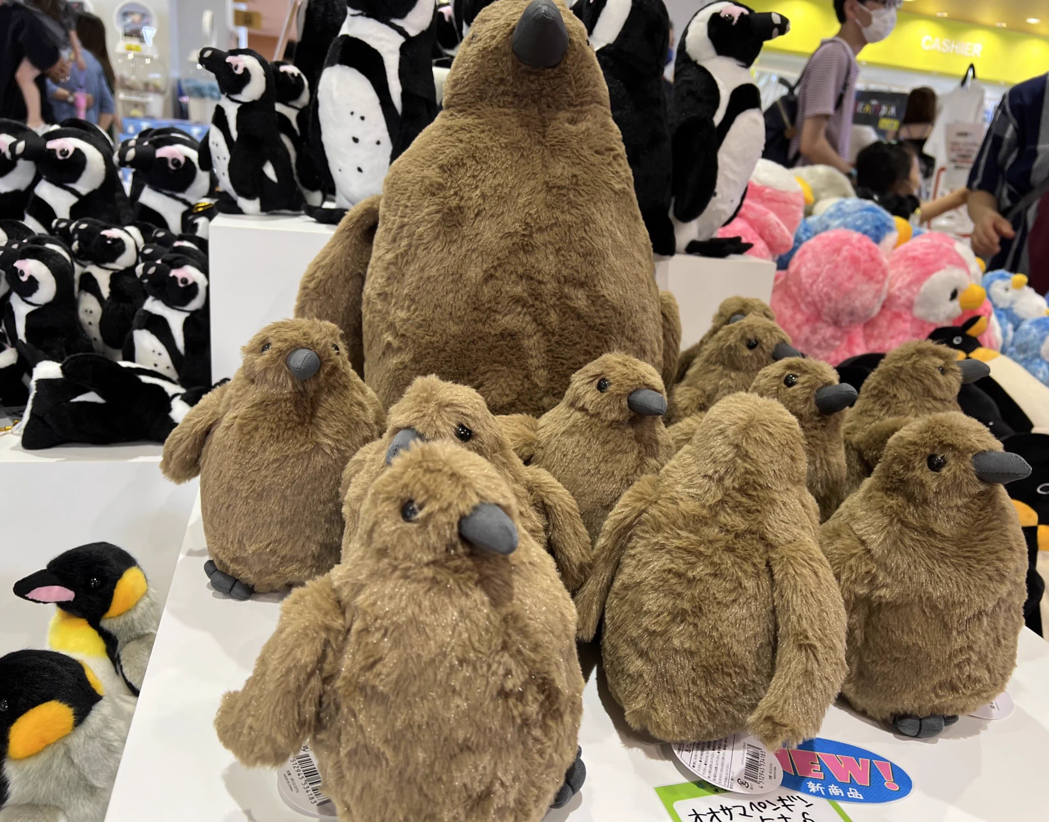 仙台うみの杜水族館公式 on X: 