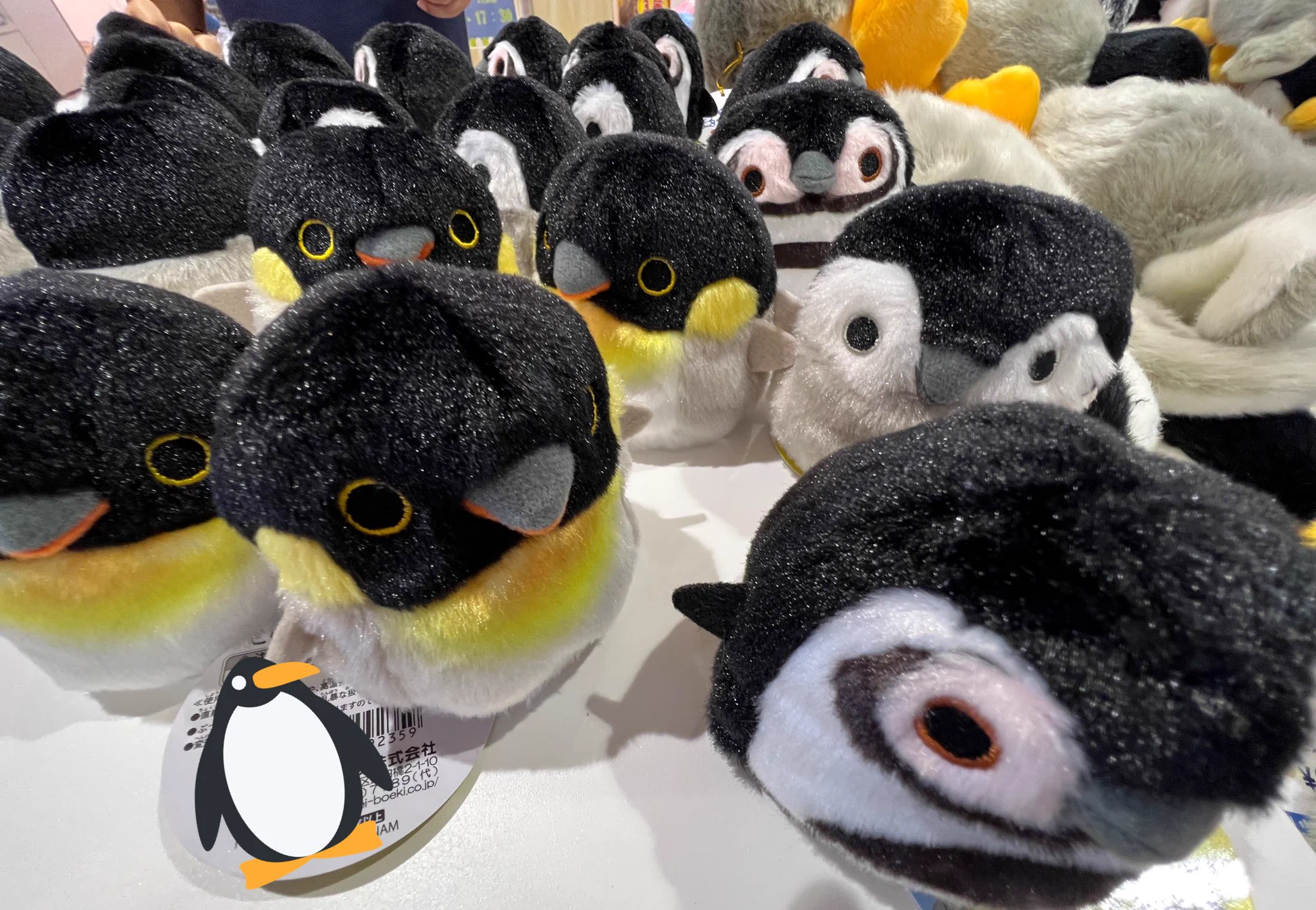 仙台うみの杜水族館公式 on X: 