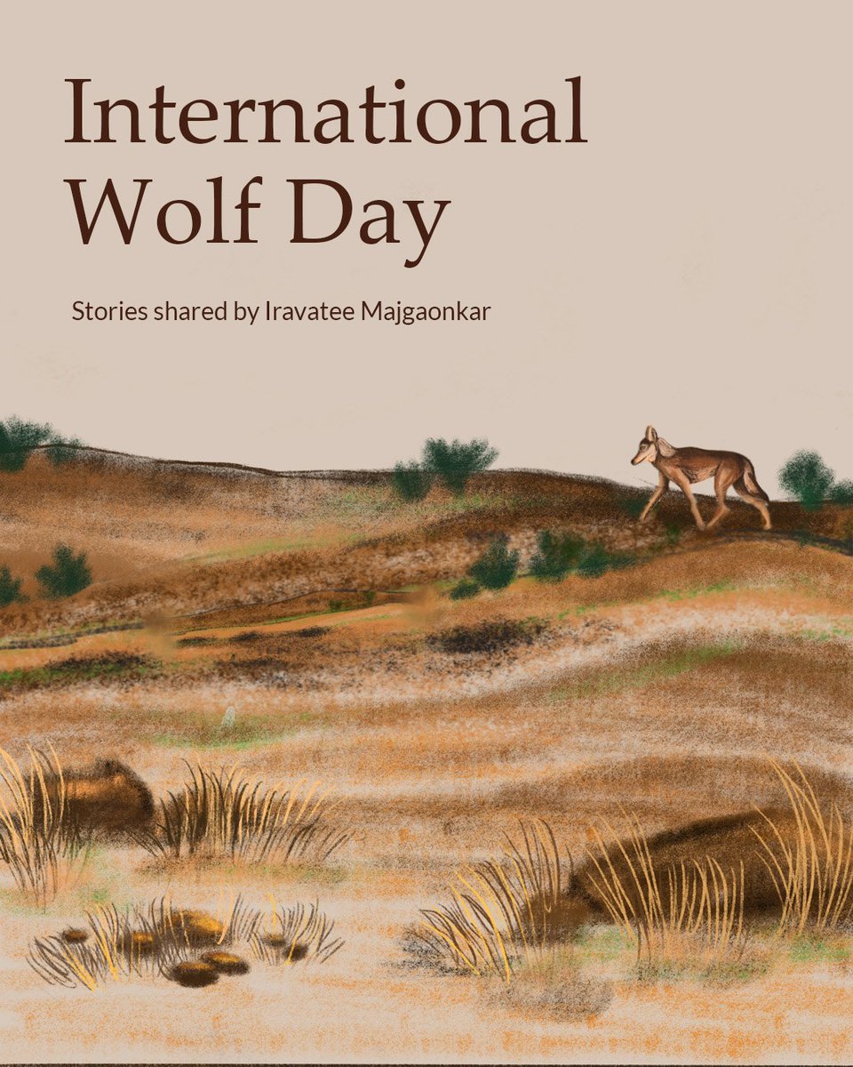WCSIndia's tweet photo. This #InternationalWolfDay, let's bring this wonderful animal to light! 🐺

Popular perceptions of wolves have been tinted with negative connotations for long, and it's time for this to change. Here are some perceptions of wolves from various pastoral communities in India. (1/4) https://t.co/Oth9mtpml9