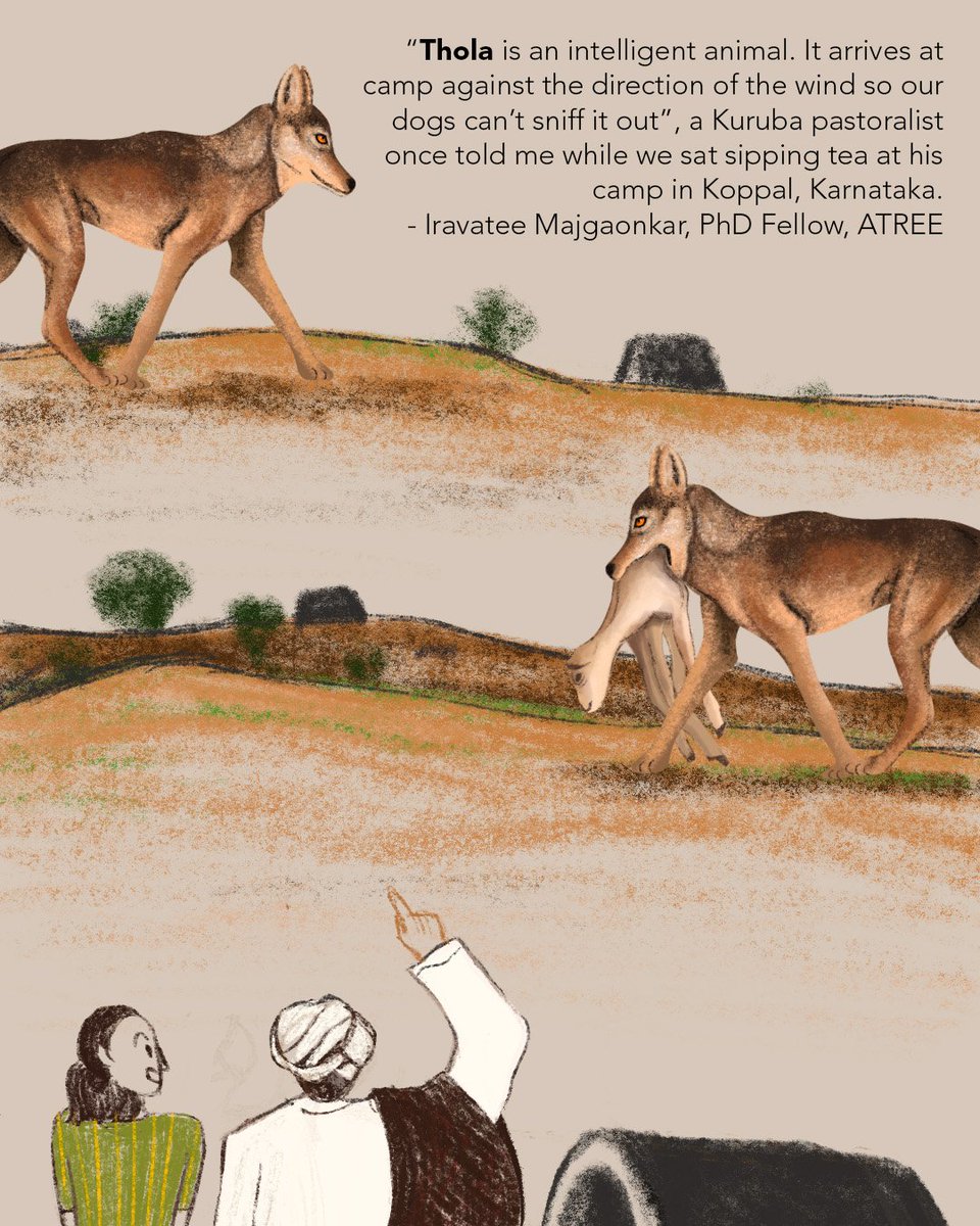 WCSIndia's tweet photo. This #InternationalWolfDay, let's bring this wonderful animal to light! 🐺

Popular perceptions of wolves have been tinted with negative connotations for long, and it's time for this to change. Here are some perceptions of wolves from various pastoral communities in India. (1/4) https://t.co/Oth9mtpml9