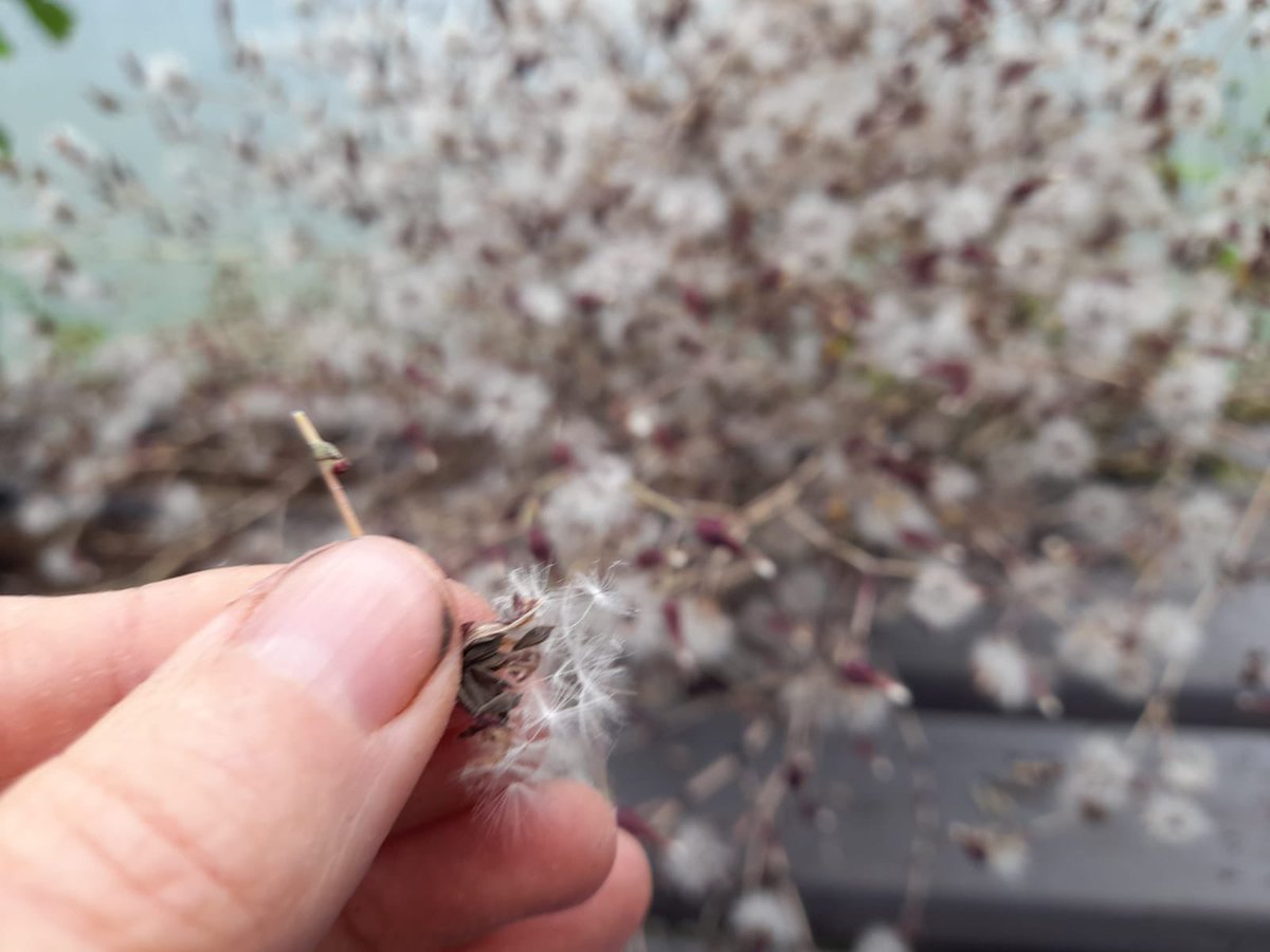 BadlyBehavedOne's tweet photo. Good time to dry that seed you've been saving. Salad bowl lettuce that showed good drought resilience pictured.  

#GardeningTwitter #ClimateGarden https://t.co/mKxkb39uZW