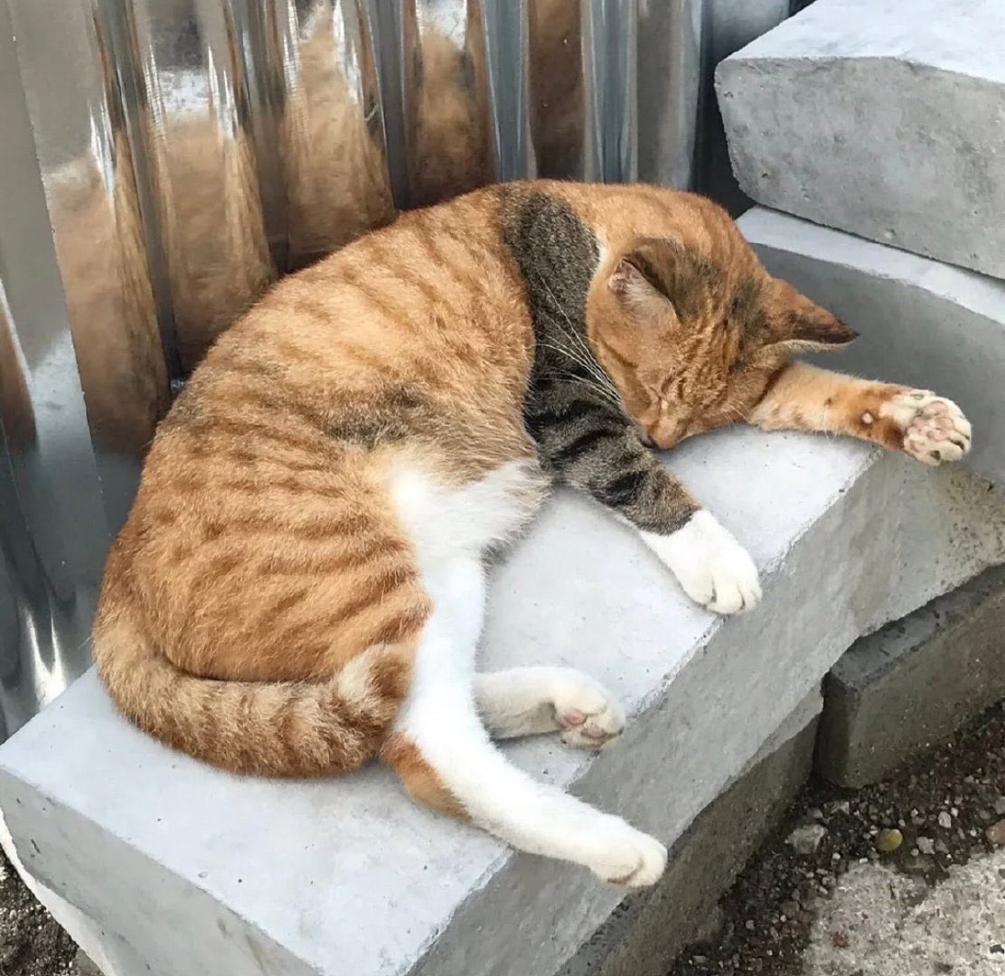 ThreeKitty_Wong's tweet photo. I want to know where did he got this unique arm🤣 #CatsOfTwitter #cats https://t.co/m5r52lf9WW