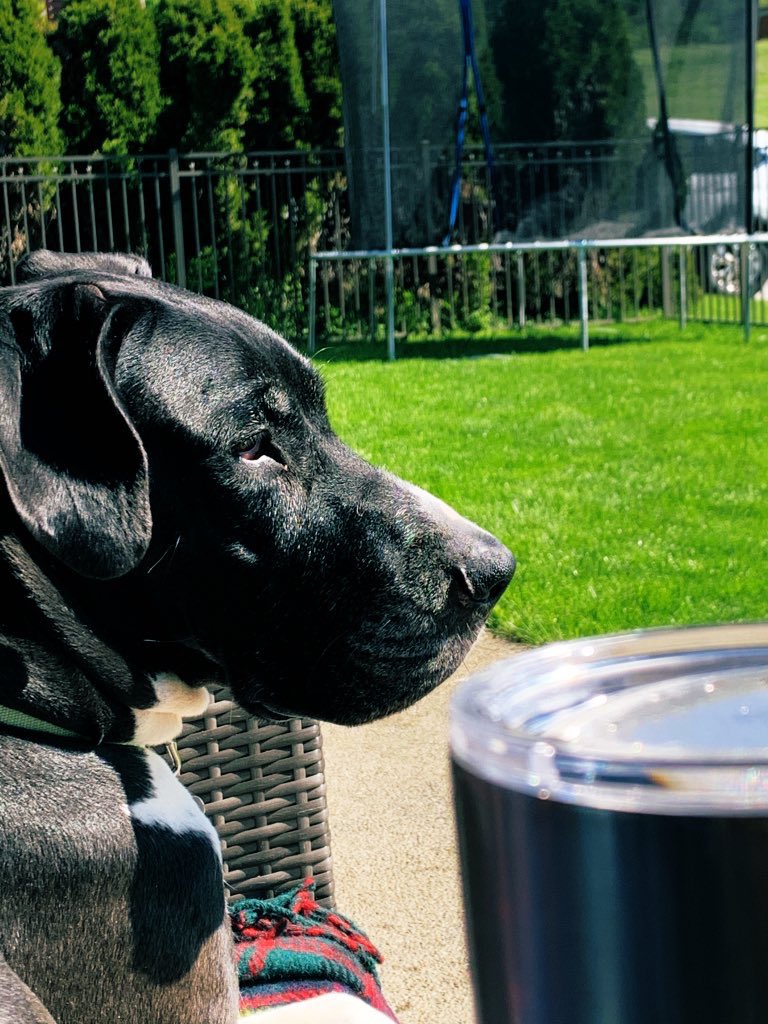 Good morning. Meet Oona. 

#GreatDane #Dog #goodmorning