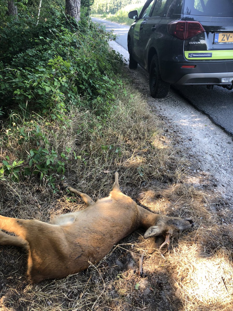 De reebronst is nog niet echt voorbij dus zijn reeën vaak extra actief ook overdag. Deze mooie bok heeft een oversteek niet overleefd. Opgehaald en voor o.a vos en raaf op geschikte plek in bos gebracht. #biomassa @wildaanrijding