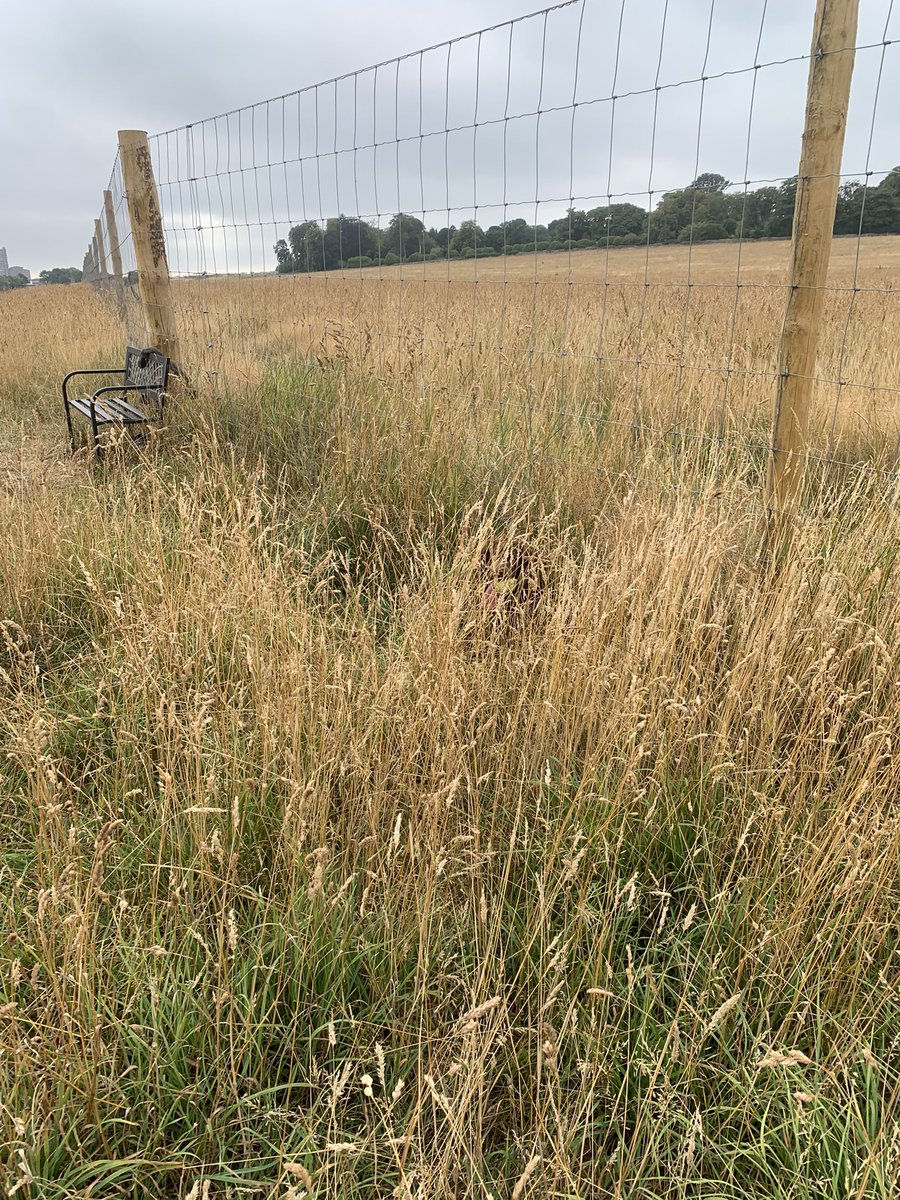 physio_gill's tweet photo. #AHPsActive usual morning dog walk and Saturday's #spotthespaniel https://t.co/LZMH4Tev0Z