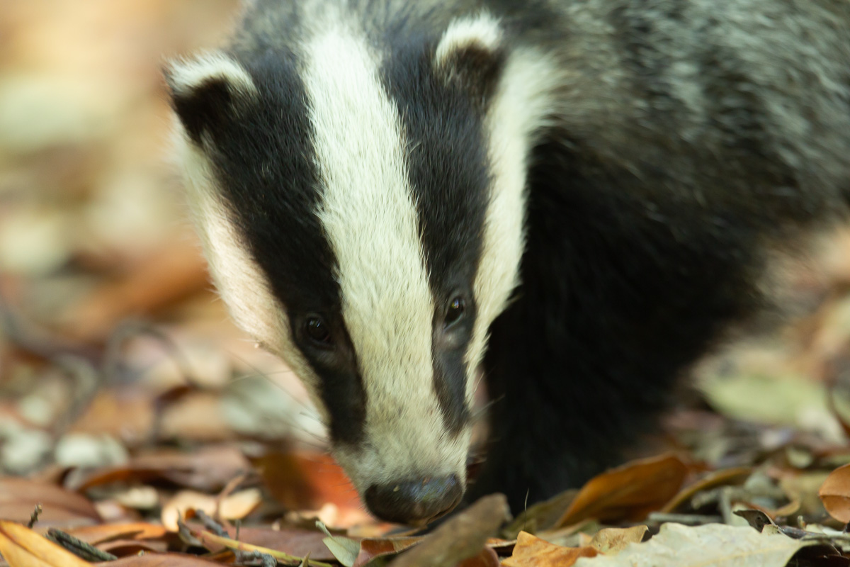 Simon Waters tweet media