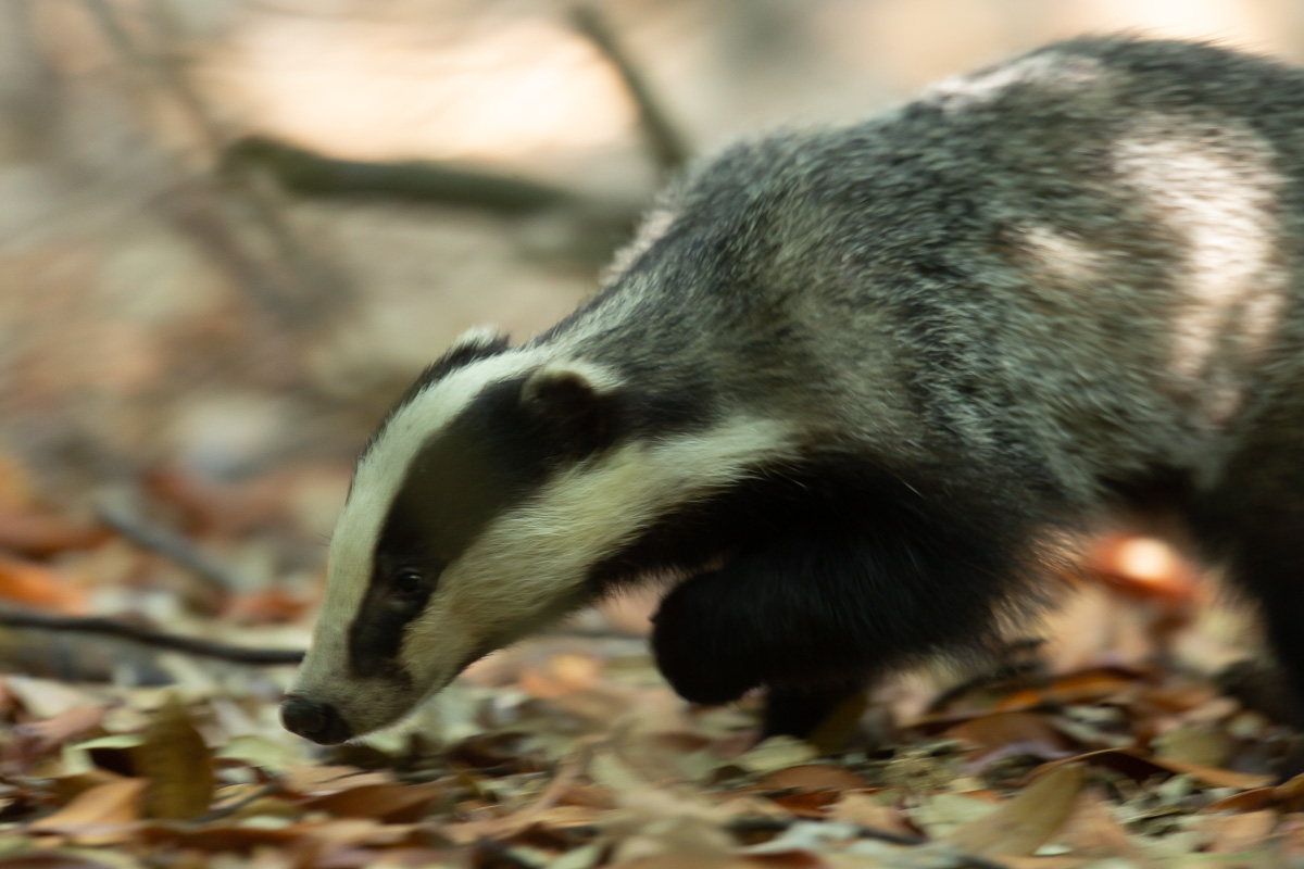 Simon Waters tweet media