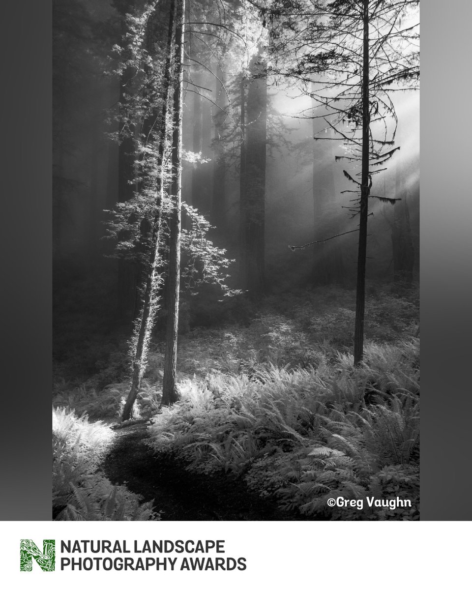 natlandawards's tweet photo. Today's pick is a submission from the inaugural year competition by Greg Vaughn. This Black and White image helps the viewer better appreciate the textures in the foliage and the light that brings attention to the focal point. NLPA entries close on August 31. Get your entries in. https://t.co/uJcXtoqVOy