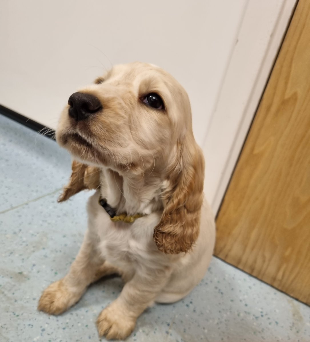 Scarsdale Vets tweet media