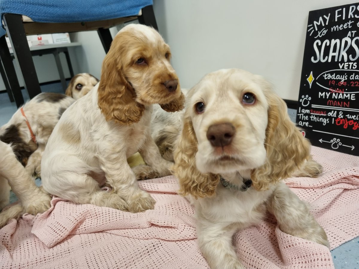 Scarsdale Vets tweet media