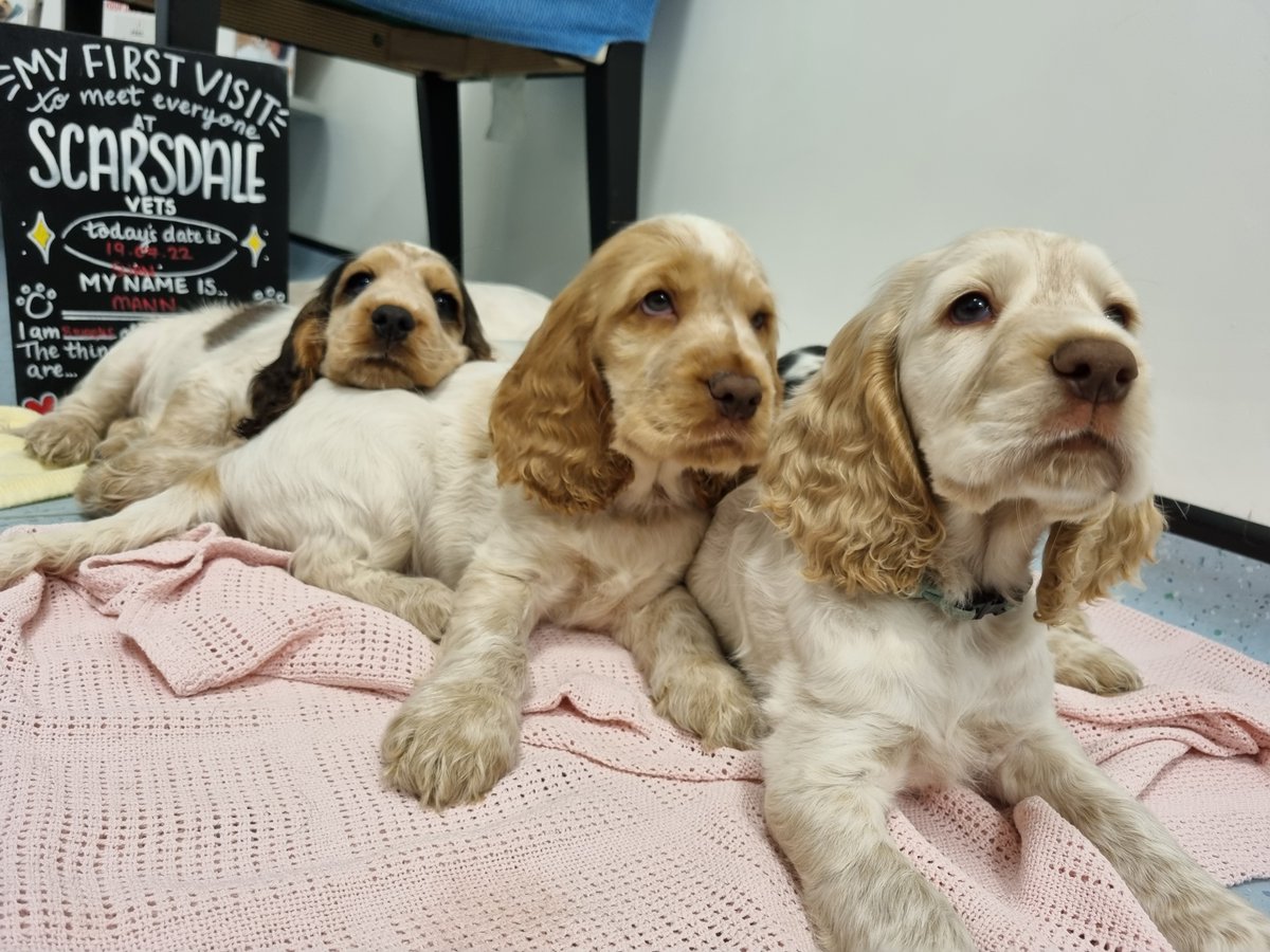 Look at these BEAUTIFUL puppies that came into our Park Farm branch recently! Can we keep one?! 😍 🐶

#ScarsdaleVets #dogs #puppy #vet