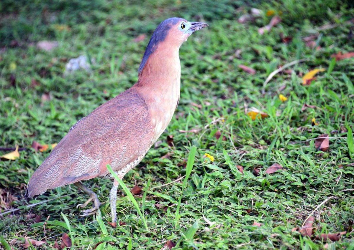 IBelizeit's tweet photo. The solitary #Malaysian #nightheron is common in Taiwan.
Shavuah Tov!
#Taipei #Taiwan #birds #birdsoftaiwan #birdsofasia #heron #nightheron #Malaysianheron #birdsong #nature #outdoors https://t.co/Ied7ZuiR4z