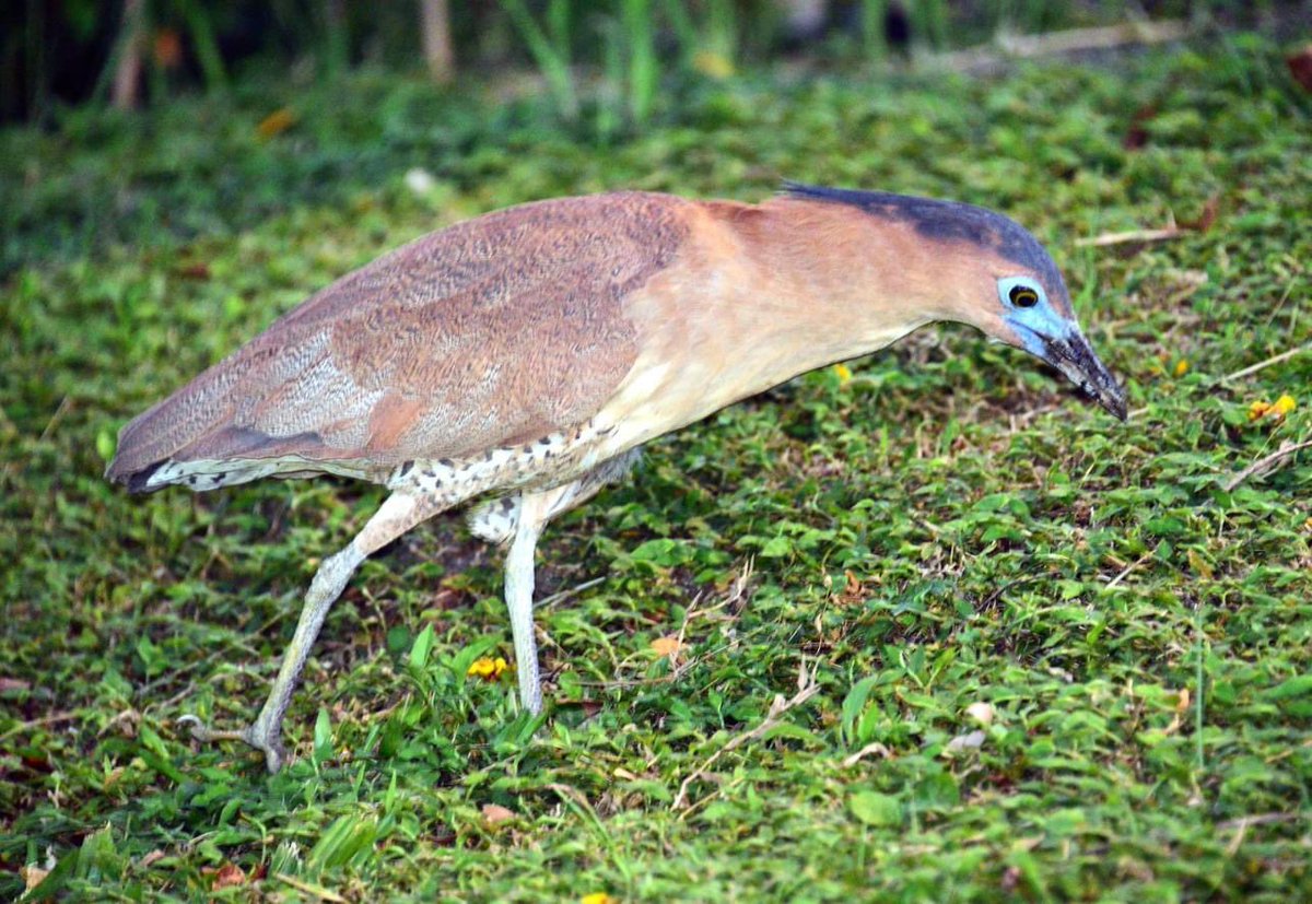 IBelizeit's tweet photo. The solitary #Malaysian #nightheron is common in Taiwan.
Shavuah Tov!
#Taipei #Taiwan #birds #birdsoftaiwan #birdsofasia #heron #nightheron #Malaysianheron #birdsong #nature #outdoors https://t.co/Ied7ZuiR4z