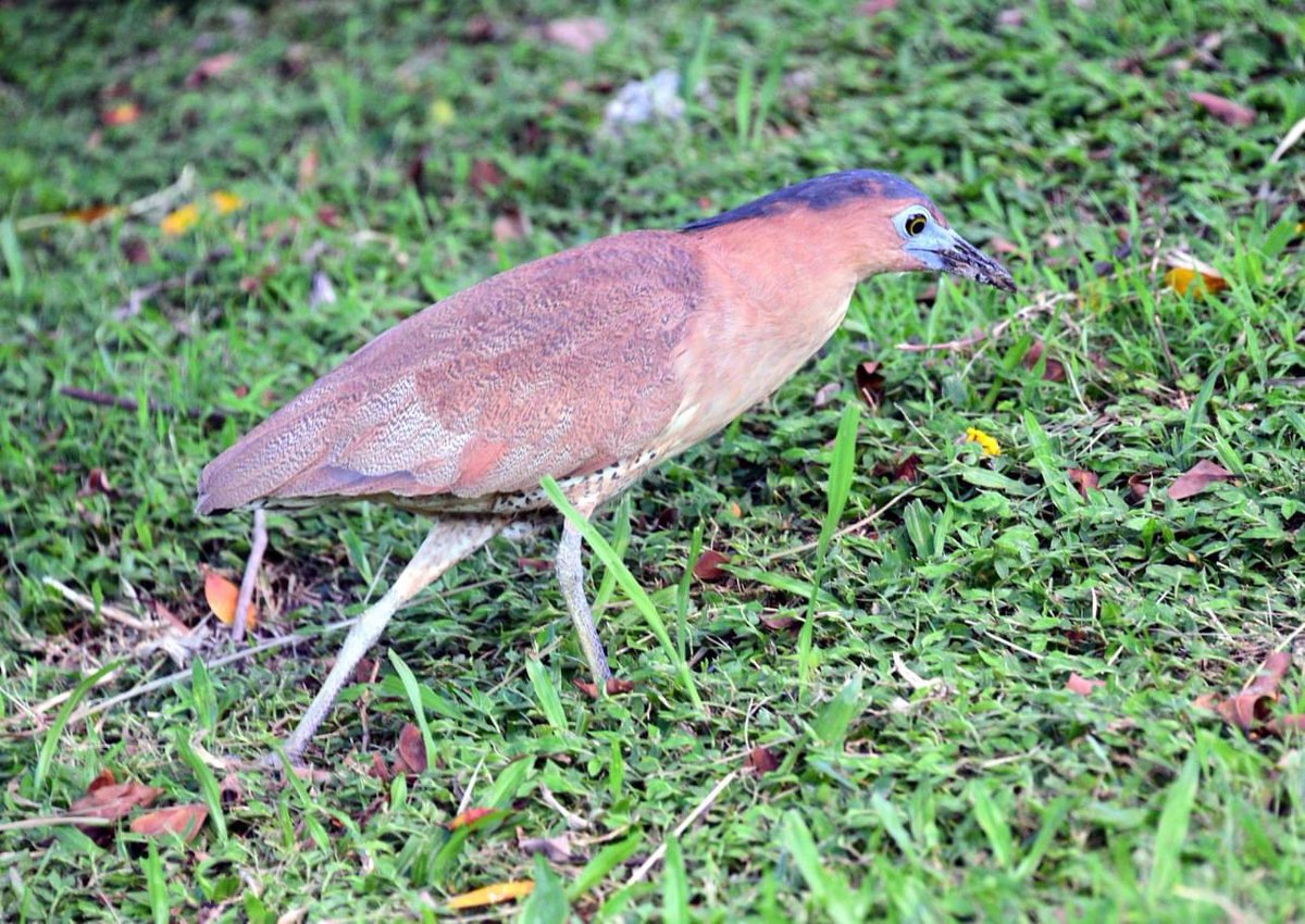 IBelizeit's tweet photo. The solitary #Malaysian #nightheron is common in Taiwan.
Shavuah Tov!
#Taipei #Taiwan #birds #birdsoftaiwan #birdsofasia #heron #nightheron #Malaysianheron #birdsong #nature #outdoors https://t.co/Ied7ZuiR4z
