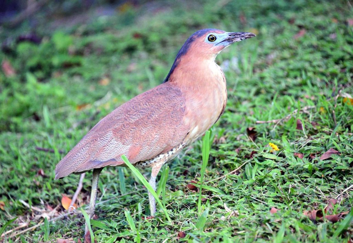 IBelizeit's tweet photo. The solitary #Malaysian #nightheron is common in Taiwan.
Shavuah Tov!
#Taipei #Taiwan #birds #birdsoftaiwan #birdsofasia #heron #nightheron #Malaysianheron #birdsong #nature #outdoors https://t.co/Ied7ZuiR4z