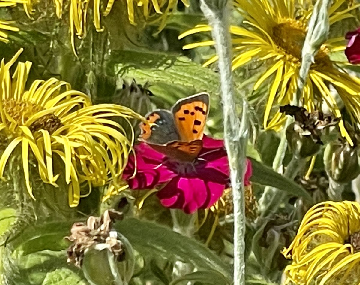 QueenBie10's tweet photo. Sneaky late morning wander to my happy place. Saw my first small copper 🦋🐝🌺🍏😀😀😀
#ingramsneuk #smallcopperbutterfly #peacockbutterfly #queenbee #nature #naturephotography #savebutterflies #savebees https://t.co/mpJE8XnUjU
