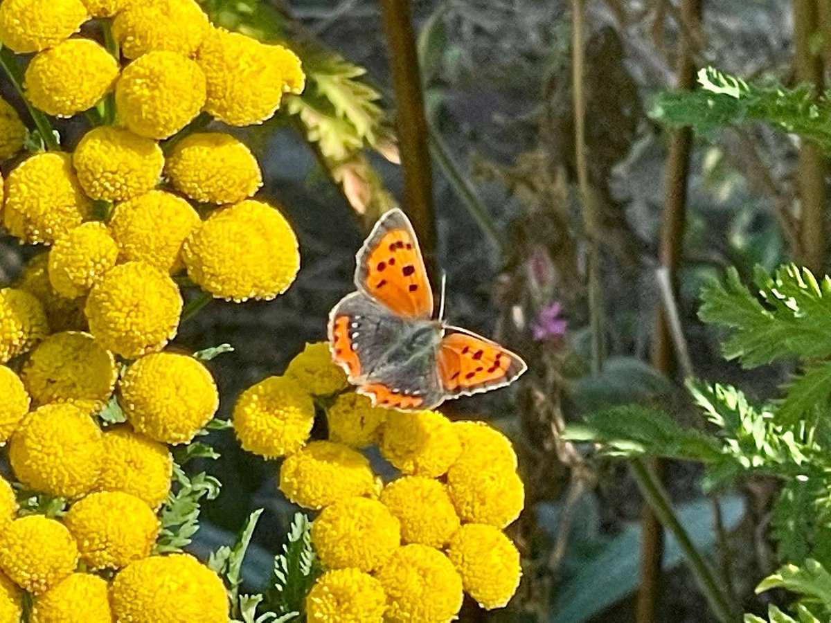 QueenBie10's tweet photo. Sneaky late morning wander to my happy place. Saw my first small copper 🦋🐝🌺🍏😀😀😀
#ingramsneuk #smallcopperbutterfly #peacockbutterfly #queenbee #nature #naturephotography #savebutterflies #savebees https://t.co/mpJE8XnUjU