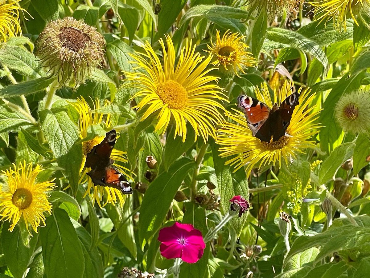 QueenBie10's tweet photo. Sneaky late morning wander to my happy place. Saw my first small copper 🦋🐝🌺🍏😀😀😀
#ingramsneuk #smallcopperbutterfly #peacockbutterfly #queenbee #nature #naturephotography #savebutterflies #savebees https://t.co/mpJE8XnUjU