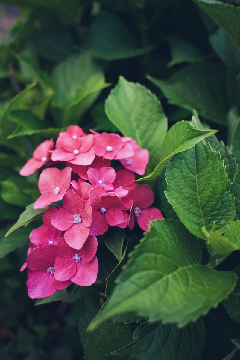 sumiyamisu's tweet photo. 撮/Nikon Z6Ⅱ
#カメラのある生活 #Nikon #紫陽花 https://t.co/HsO25sUDAP