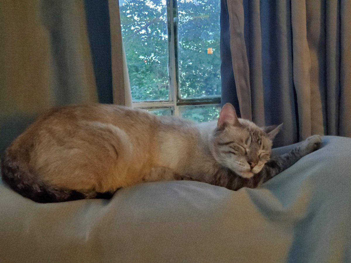 NeedsSometimes's tweet photo. Perfect spot! #Caturday #CatsOfTwitter https://t.co/RlWiT3fBQh