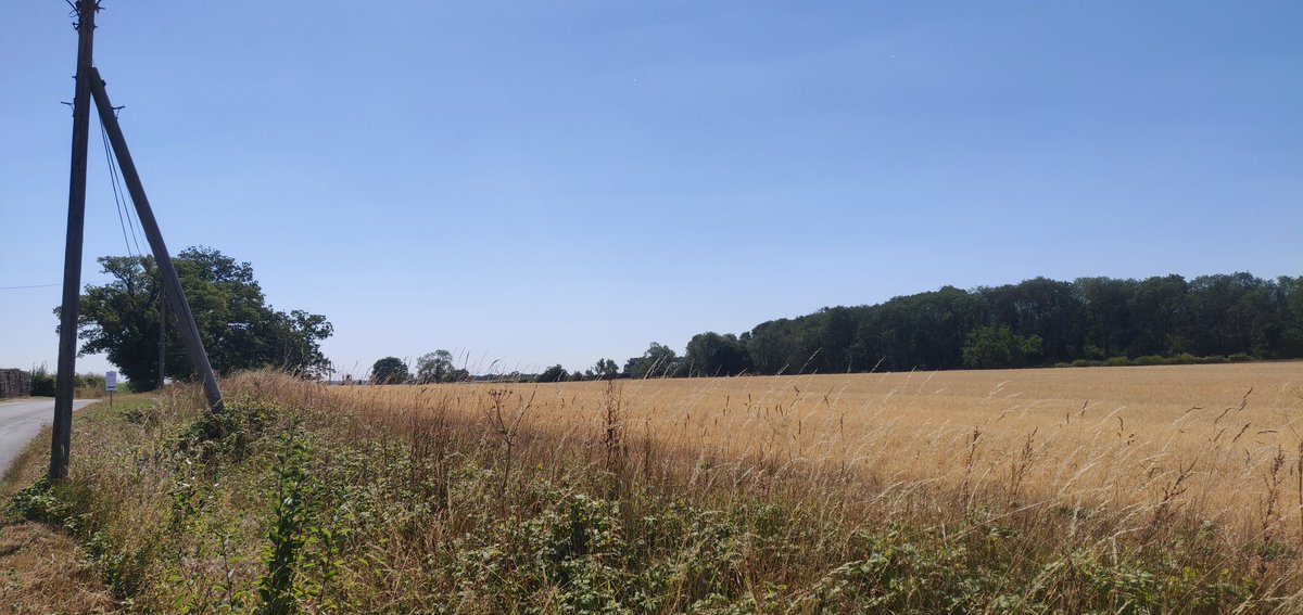 SamuelFurse's tweet photo. Cycled from Braintree to Cambridge today to catch a train back to London. The land is so dry! #England #Drought #OhBugger https://t.co/iPVfVMDHQq
