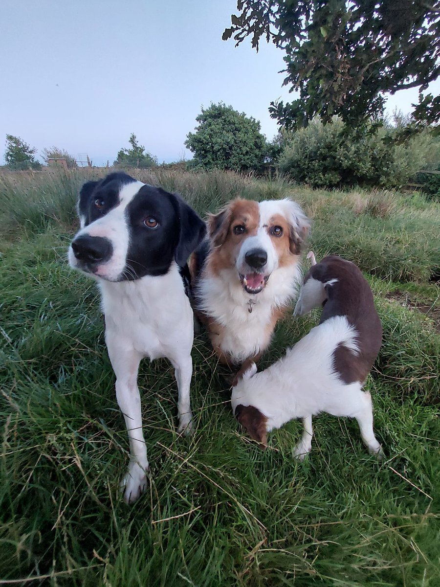 3 Amigos 🐶☀️

Cooper, Cindy &amp; Bobby love their morning/evening ramble when the temps are cooler in #Connemara 

Care for your #dogs in the heat  by keeping them in the breezy shade or indoors with damp towels and plenty of water

NEVER leave yr dog in a car 🌡
#Heatwave2022