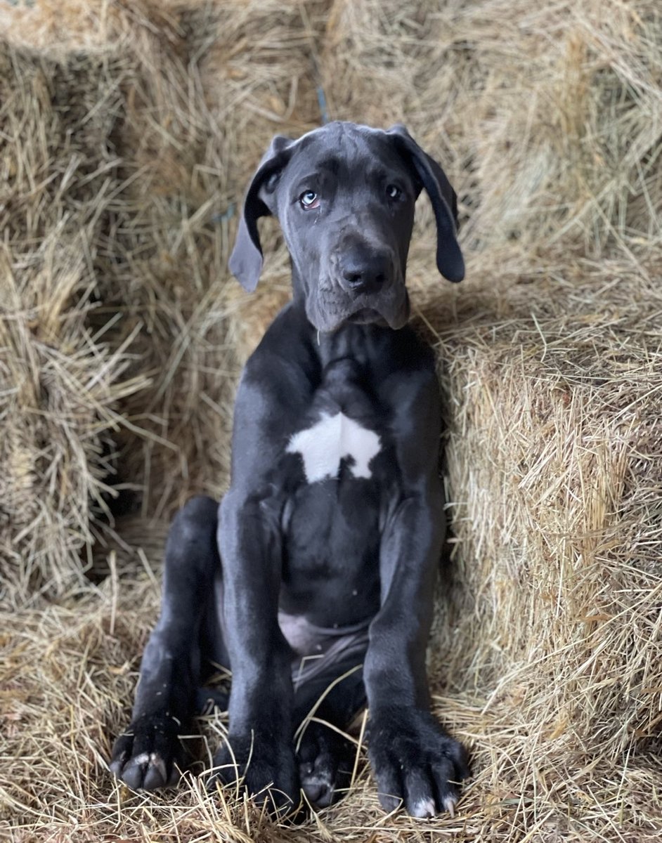 Maluka Thoroughbreds tweet media