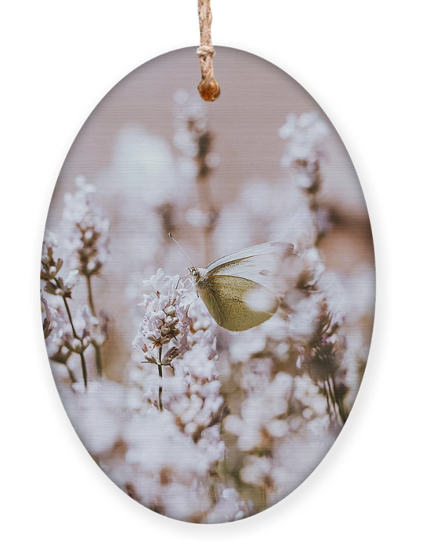 SonnekVaclav's tweet photo. Wonderful Pieris rapae! Image you can use like pillow, puzzle, print and many others! Just click here and choose:)
https://t.co/tcWeEx7pTA
#NaturePhotography #NatureBeauty #naturelovers #butterflycount #outdoor #mountains #Folklore #pillowsession #FlowersOnFriday #wallartforsale https://t.co/CCVXqNVaEj