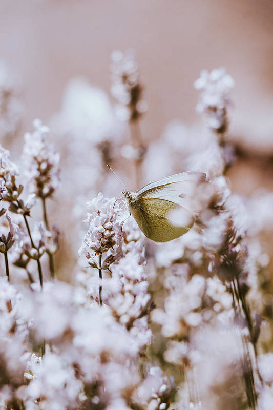 SonnekVaclav's tweet photo. Wonderful Pieris rapae! Image you can use like pillow, puzzle, print and many others! Just click here and choose:)
https://t.co/tcWeEx7pTA
#NaturePhotography #NatureBeauty #naturelovers #butterflycount #outdoor #mountains #Folklore #pillowsession #FlowersOnFriday #wallartforsale https://t.co/CCVXqNVaEj