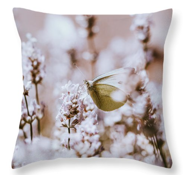 SonnekVaclav's tweet photo. Wonderful Pieris rapae! Image you can use like pillow, puzzle, print and many others! Just click here and choose:)
https://t.co/tcWeEx7pTA
#NaturePhotography #NatureBeauty #naturelovers #butterflycount #outdoor #mountains #Folklore #pillowsession #FlowersOnFriday #wallartforsale https://t.co/CCVXqNVaEj