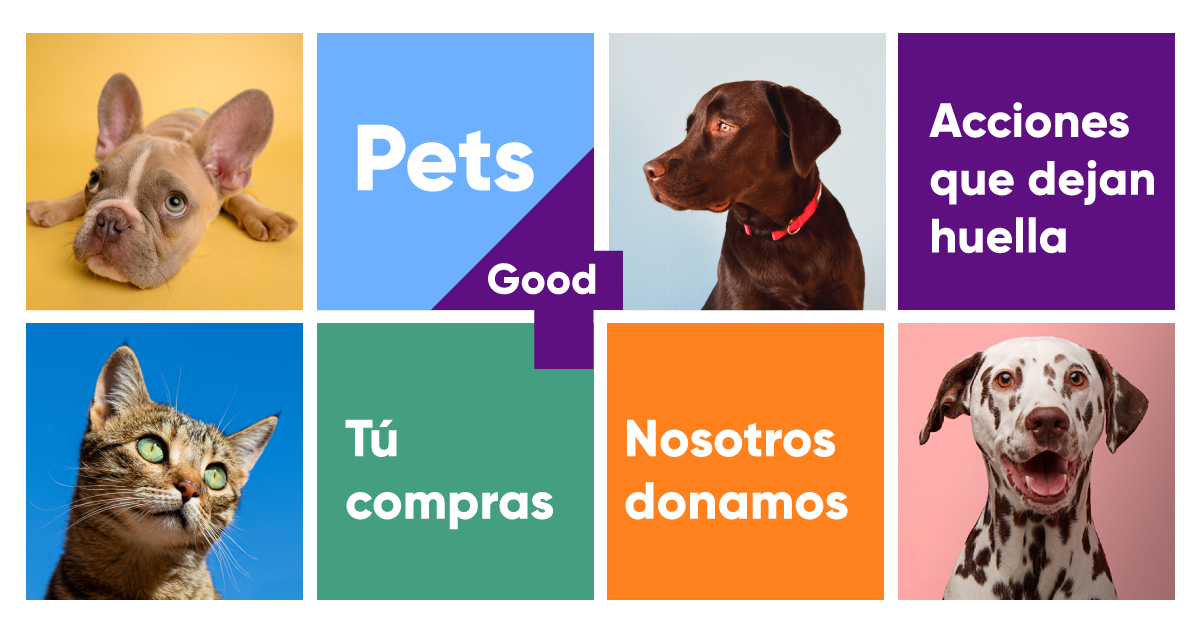 Pets4Good_es's tweet photo. Desde #Pets4Good queremos devolver a la sociedad parte de todo lo que nos dan nuestras #mascotas 🐶🐱 y por eso #donamos el 10% de nuestro margen a #proyectos #sociales elegidos por nuestros usuarios. ¡Conócelos! #PerroDeAsistencia #cáncer #autismo #covid
https://t.co/dxdvZc1ebG https://t.co/PrZvnd0SFe