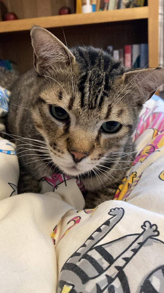 tws_pk2's tweet photo. We have an emergency situation. PingPong is currently in the Midlands and urgently needs a foster or forever home. He's a unique wobbly cat and a great character but needs a pet free home. Can someone please help find him a home, it really is a emergency #MissionPingPong #Adopt https://t.co/LxGCR0c67J