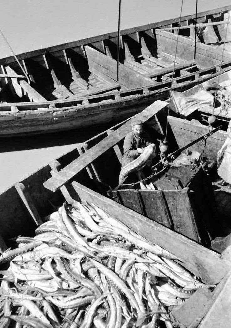 Fish plant worker in Baku,1949