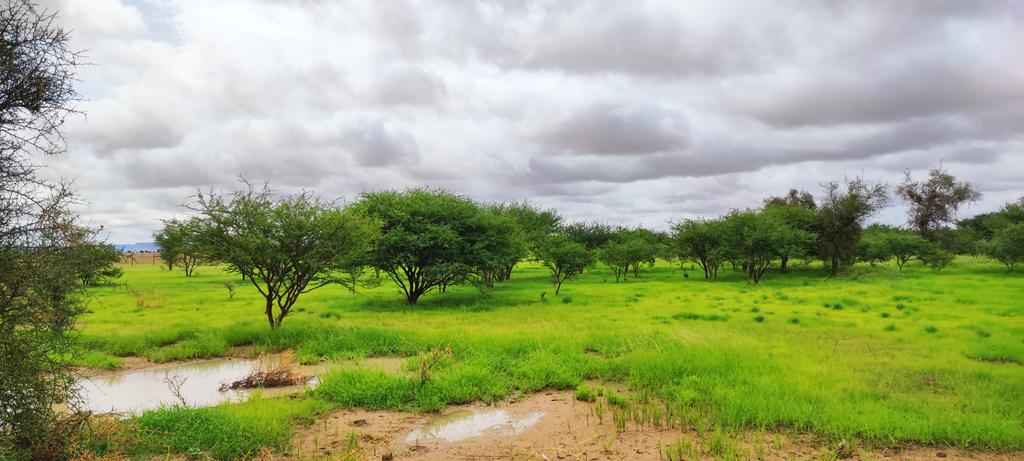 Elmokhtarsidi's tweet photo. 📍entre #Brakna et #Tagant au centre de la #Mauritanie. Photos prises aujourd'hui avec mon portable https://t.co/B30yQ2Txxo