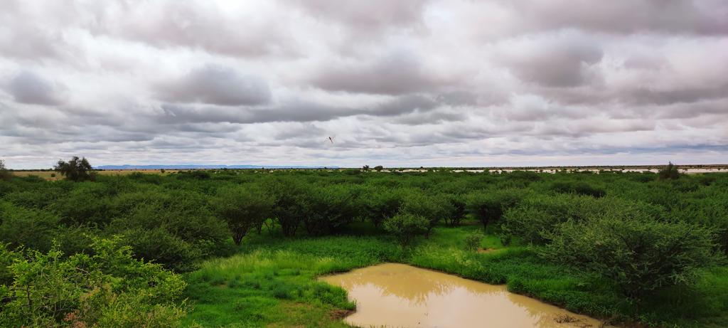 Elmokhtarsidi's tweet photo. 📍entre #Brakna et #Tagant au centre de la #Mauritanie. Photos prises aujourd'hui avec mon portable https://t.co/B30yQ2Txxo