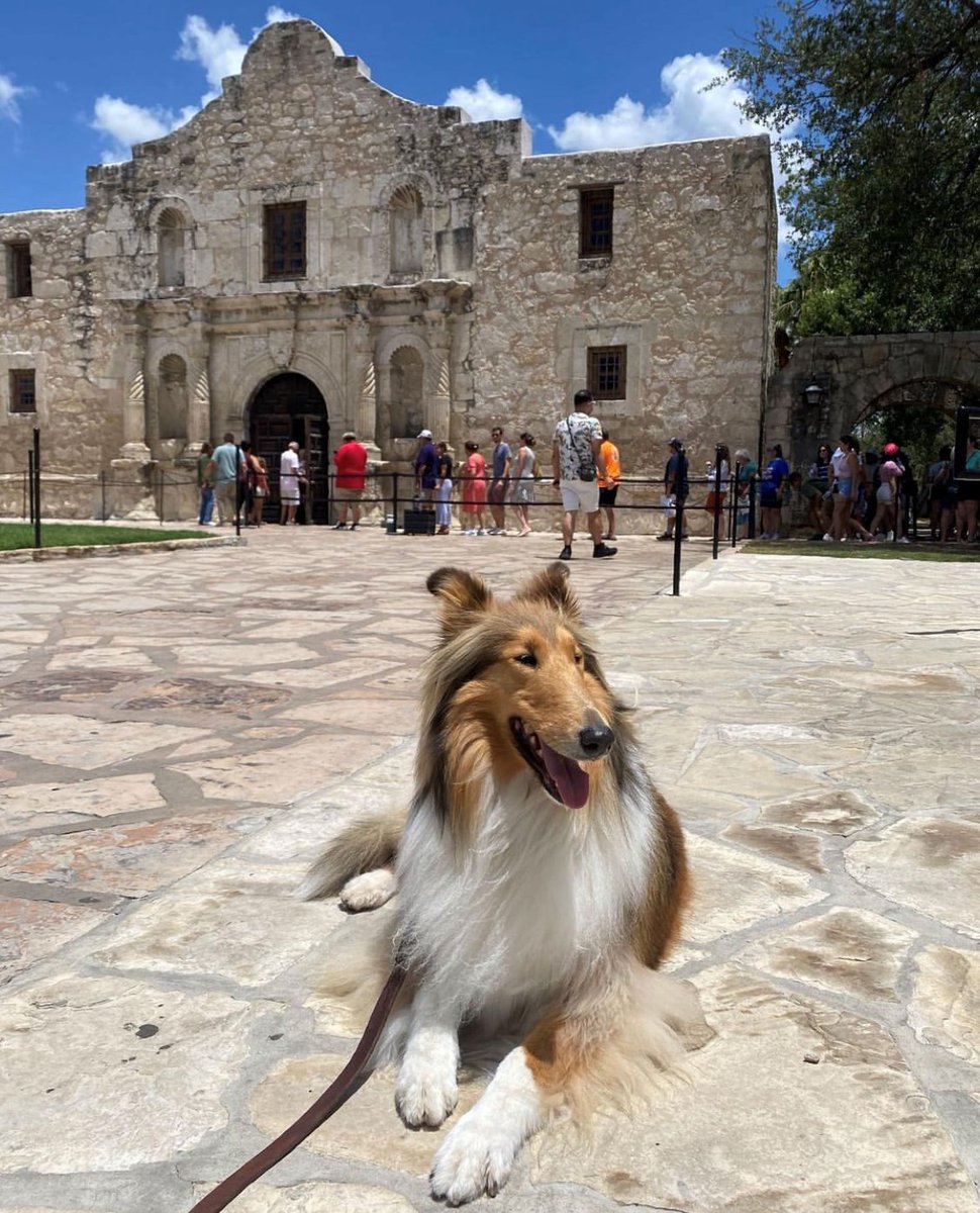 Celebrating National Dog Month with TAMU's Miss Rev enjoying the Alamo 🐶