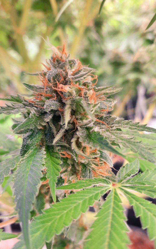 thechronicthumb's tweet photo. Good morning #CannaFam this be #Kushberry by @ChosenSeeds #CanadianCannabis #GrowOrganic #GaiaGreen #GroTek #GrowYourOwn #Mmemberville #Cannabiscommunity #420community https://t.co/HsRxxIMg7q