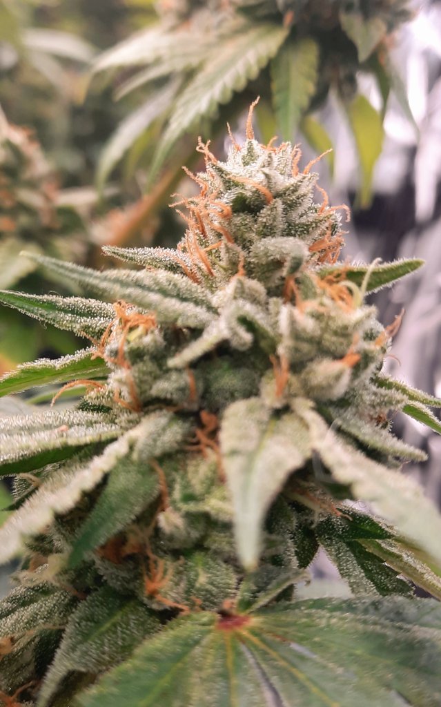 thechronicthumb's tweet photo. Good morning #CannaFam this be #Kushberry by @ChosenSeeds #CanadianCannabis #GrowOrganic #GaiaGreen #GroTek #GrowYourOwn #Mmemberville #Cannabiscommunity #420community https://t.co/HsRxxIMg7q