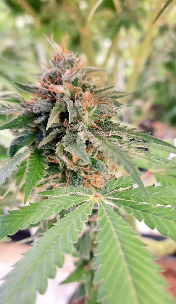 thechronicthumb's tweet photo. Good morning #CannaFam this be #Kushberry by @ChosenSeeds #CanadianCannabis #GrowOrganic #GaiaGreen #GroTek #GrowYourOwn #Mmemberville #Cannabiscommunity #420community https://t.co/HsRxxIMg7q