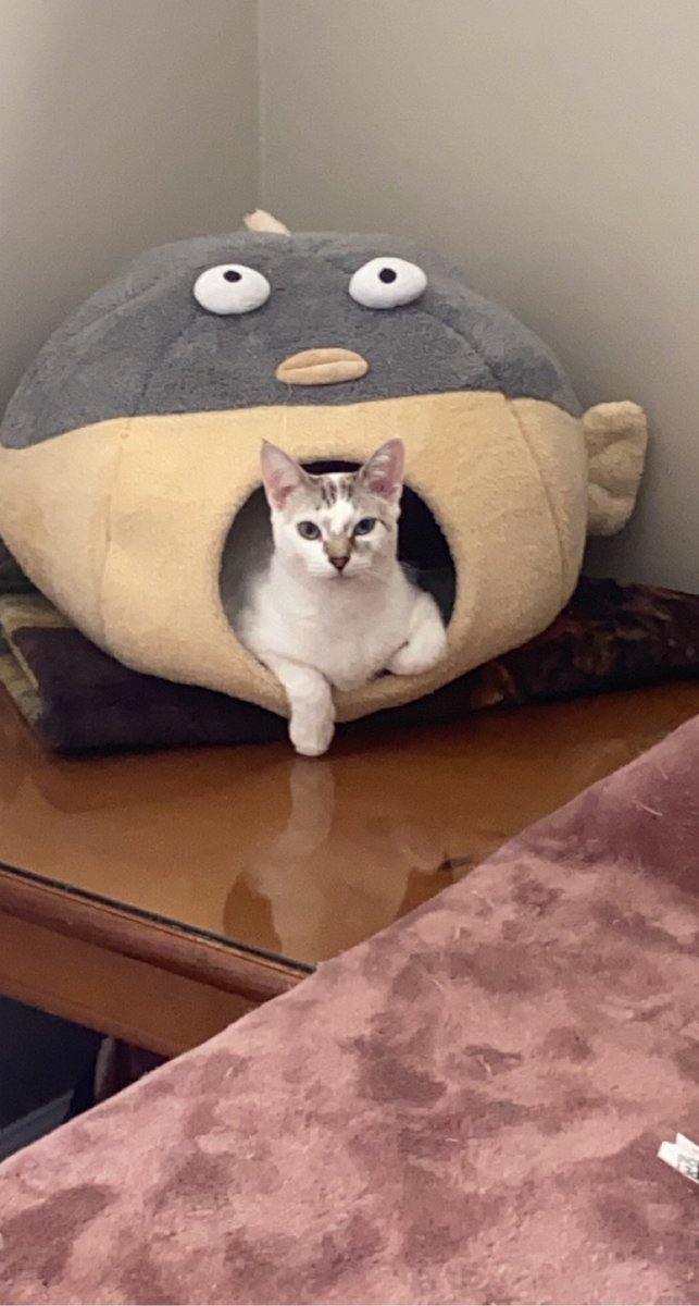 TabbyKat2022's tweet photo. Wishing a happy #Caturday to all! #CatsOfTwitter #Hedgewatch peace and love kittiez! https://t.co/2F9Udzuf0N