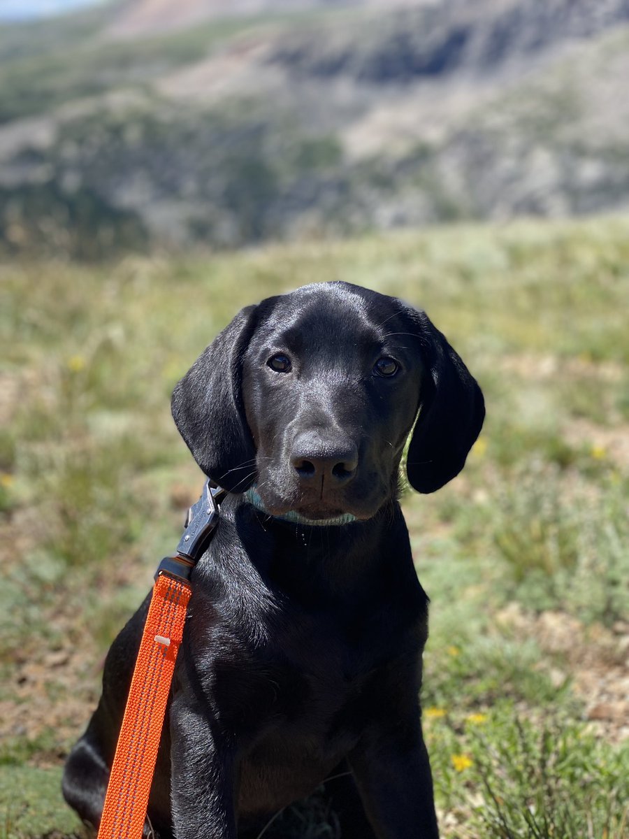 DHeffernon's tweet photo. @knoxvilleraces Looking for a black lab puppy! 14 weeks, goes by Millie. Has a purple/pink collar on her. About 30 pounds. Please contact 913-952-5995 for any information! https://t.co/G84uM1RuNl