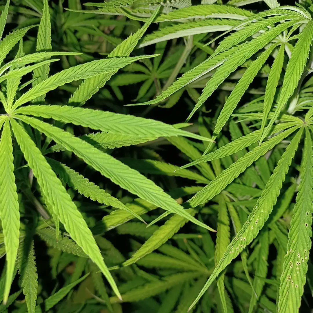 Kentorganics1's tweet photo. #outdoor #sungrown #lemonkush #femaleseeds #uk https://t.co/99IhOR1SXW