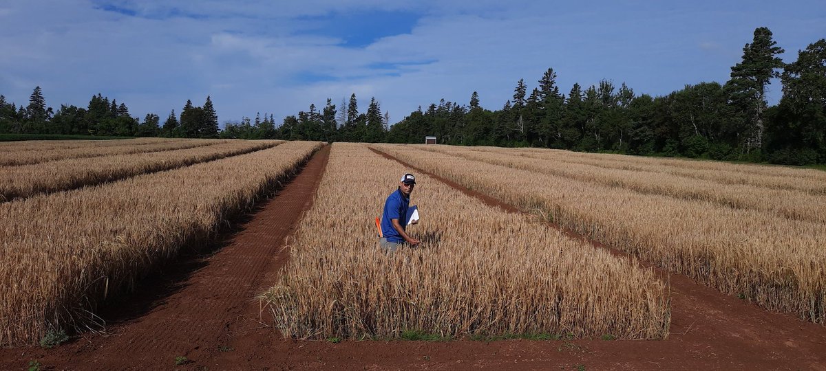 Beautiful Saturday morning in the Island to find next generation barley varieties. <a href="/AAFC_Canada/">AAFC Canada</a> <a href="/barley_research/">Canadian Barley Research Coalition</a> <a href="/BarleyCanada/">Barley Council of Canada</a> <a href="/AtlanticGrain/">AGC</a> <a href="/Sharon_terBeek/">Sharon ter Beek</a>