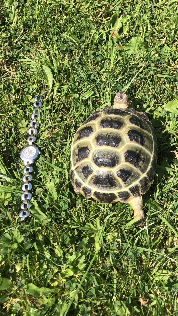 peendals12s's tweet photo. Yay! Itโs my โgotchaโ day. I arrived at my home two years ago today. Look how big Iโve got! This was the first photo of me as a bean compared to today! #BigAlbie #GotchaDay https://t.co/rlCxCer0MR