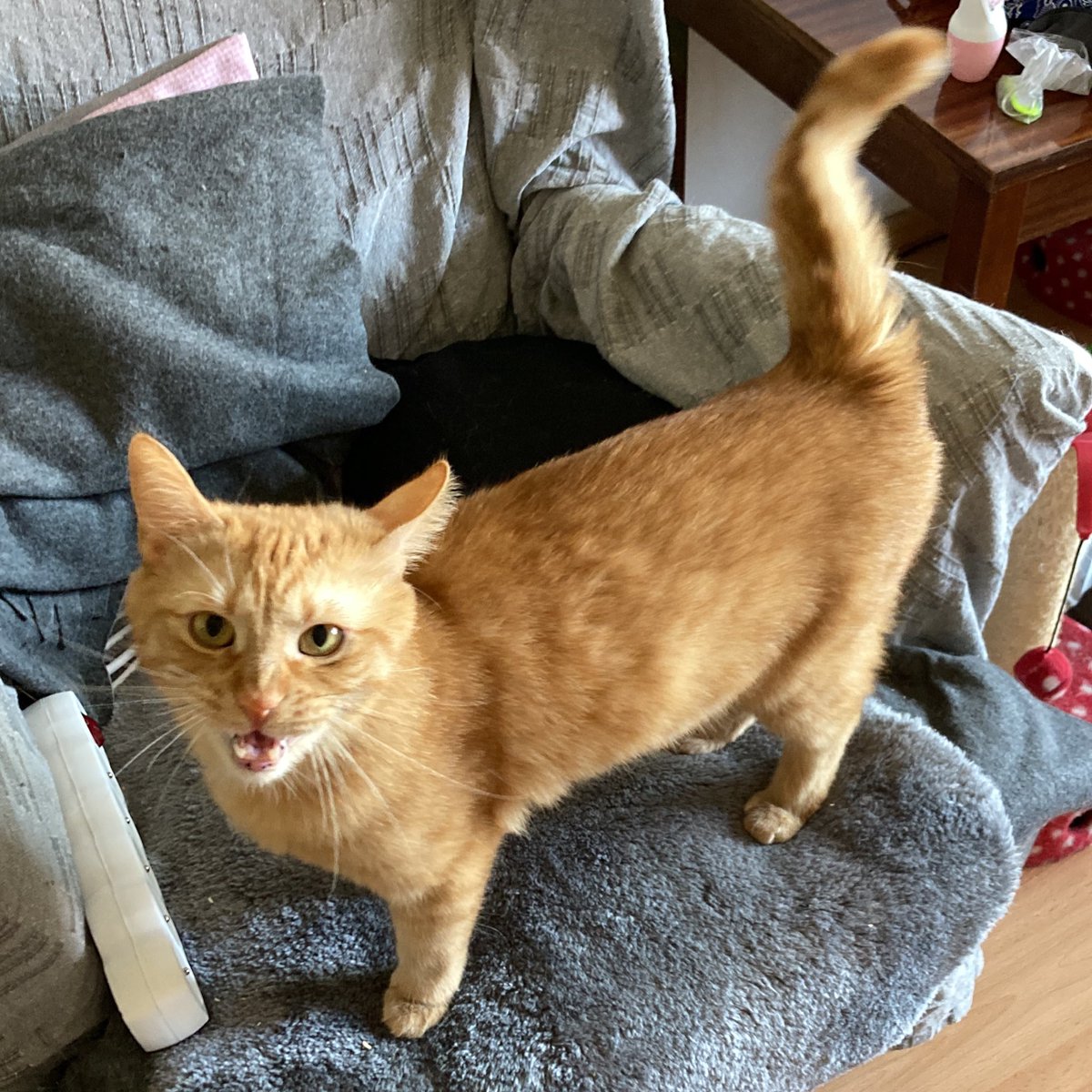 YawningDemons's tweet image. “Give treats, NOW!!”
Any other bossy cats around? Asking for Mr. Little Dumpling…
#possessedcats