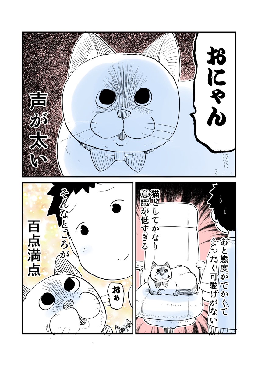 期間限定特別価格 ぬこ さま 専用 centralbarkdogdaycare.com.au