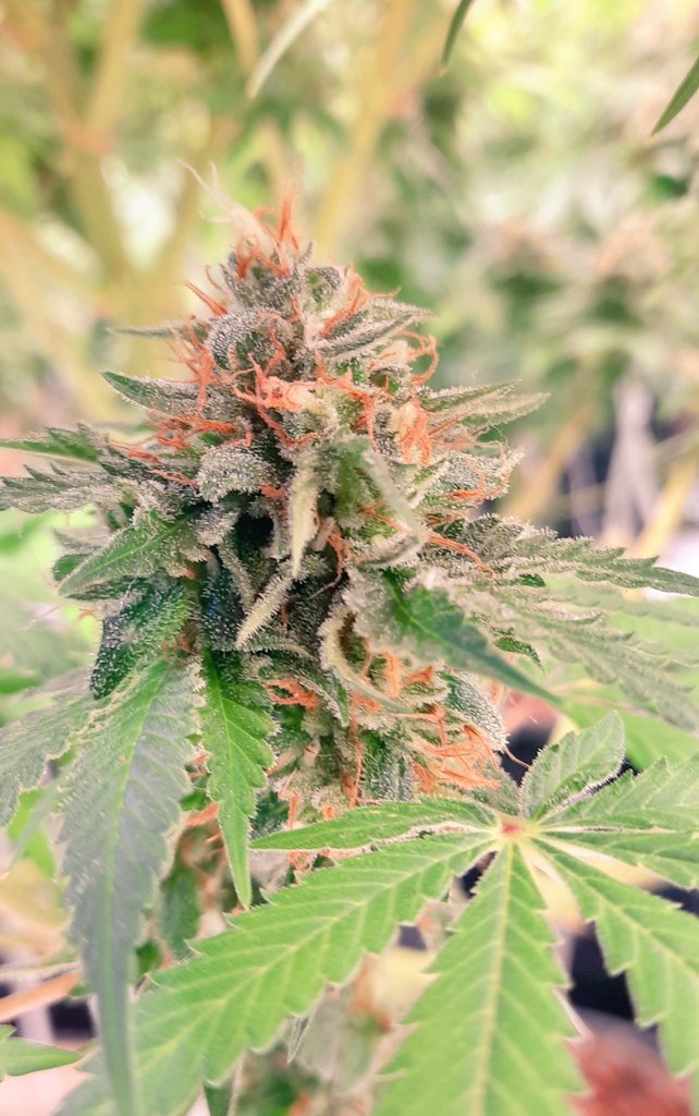 thechronicthumb's tweet photo. Hey #CannaFam here's another one of #Kushberry by @ChosenSeeds #CanadianCannabis #GrowOrganic #GaiaGreen #GroTek #GrowYourOwn #Mmemberville #Cannabiscommunity #420community https://t.co/5g0G9ln8UI