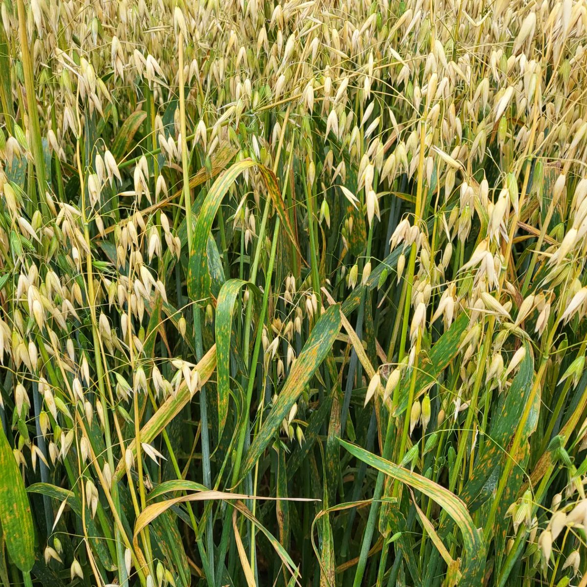 David A. Kaminski tweet media