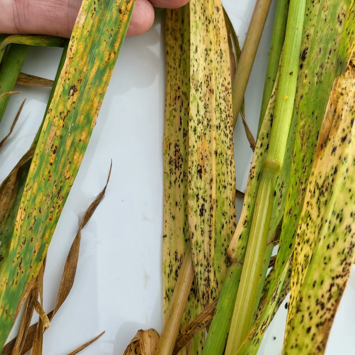 David A. Kaminski tweet media